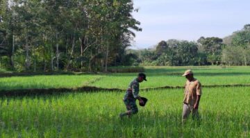 Sukseskan Han Pang Nasional Sejumlah Babinsa Turun Ke Sawah