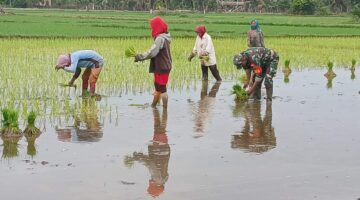 Semangat Ketahanan Pangan, Babinsa dan Petani Bahu-Membahu Tanam Padi