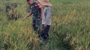 Babinsa Pantau Perkembangan Tanaman Padi Sekaligus Lakukan Pemeliharaan Berkala