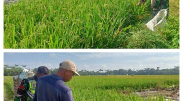 Babinsa Dan Petani Rutin Pantau perkembangan Tanaman Padi