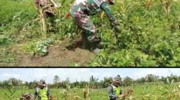 Babinsa Tamiang Hulu Bantu Petani Panen Kacang Tanah Di Desa Binaan