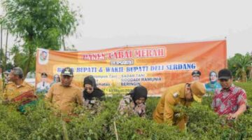 DPW A–PPI Sumut menyoroti Harga cabai anjlok menyentuh Rp.8.000. Ratusan petani Deli Serdang Rugi besar .