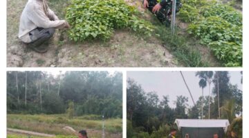 Dukung Kesejahteraan Petani, Babinsa Dampingi Petani Merawat Tanaman Bayam