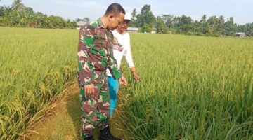 Semangat Babinsa Dampingi Petani, Pantau Pertumbuhan Tanaman Padi