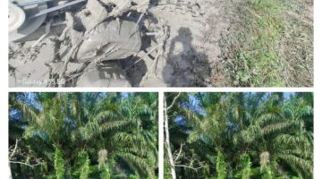 Babinsa 06 Minyak payed dampingan Traktor Bantu Bajak Sawah Petani