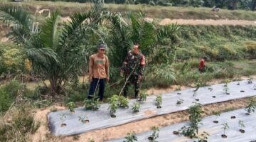 Babinsa Koramil 06/Manyak Payed Bersama Petani Pantau Perkembangan Tanaman Cabe