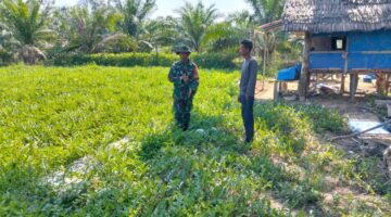 Babinsa Dukung Kegiatan Petani Semangka Di Desa Binaan
