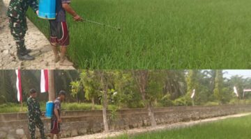 Babinsa Tanjung Mulia Dampingi Petani Semprot Padi