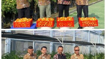 Wujud Program Kemandirian bagi WBP, Lapas Kelas IIA Banda Aceh berhasil Panen Tomat mencapai Puluhan Kilo.