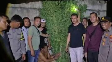 Sat Res Narkoba Polresta Deli Serdang Bersama Polsek Tanjung Morawa Ungkap Kasus Ganja, 40 Batang Tanaman Diamankan