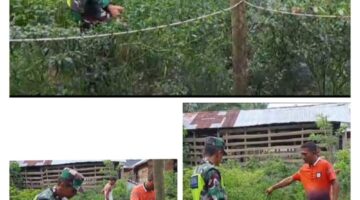 Babinsa Sertu Arif Bersama Petani Panen Cabai Rawit