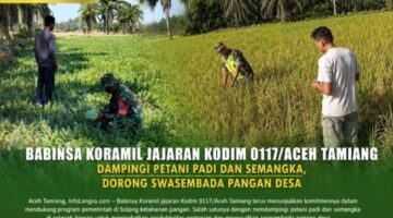 Babinsa Aceh Tamiang Dampingi Petani Padi dan Semangka, Dorong Swasembada Pangan Desa