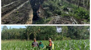 Babinsa Kodim 0117/Aceh Tamiang Dampingi Petani Jagung dan Cabai, Wujudkan Ketahanan Pangan