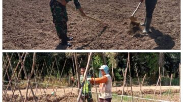 Babinsa Kodim 0117/atam Dampingi Petani Aceh Tamiang: Siapkan Lahan Kangkung Hingga Pasang Lanjaran Kacang Panjang