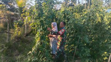 Babinsa Sertu Riki Bantu Petani Rawat Tanaman Kacang Panjang