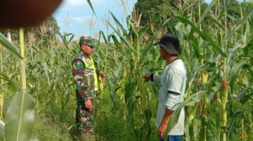 Babinsa Serma Wakidi Dampingi Petani Cek Pertumbuhan Tanaman Jagung