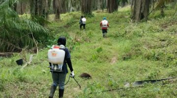 Meski Kebun Rusak Pasca Banjir, PT REBUNG PERMAI JAYA Sudah Setor PAD Rp500 Juta Ke Pemkab Aceh Tamiang