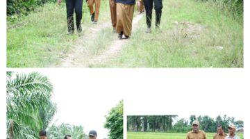 Pemkab Aceh Tamiang Kebut Perecapatan Rehabilitasi dan Rekonstruksi Lahan Pertanian
