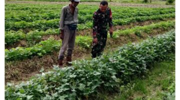 Tingkatkan Kesejahteraan Petani Di Wilayah, Babinsa Bantu Petani di desa binaan Lakukan Perawatan Ubi Jalar