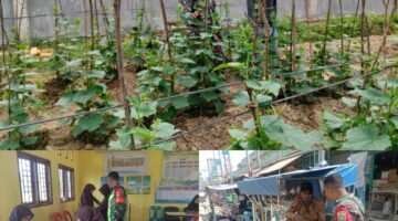 Giat Babinsa Kodim 0117/Atam dalam Sehari: Dari Ladang Timun ke Posyandu & Becak