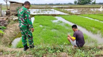 Jelang Musim Tanam, Koramil 06 Manyak payed Babinsa Cek Kesiapan Benih Padi Petani