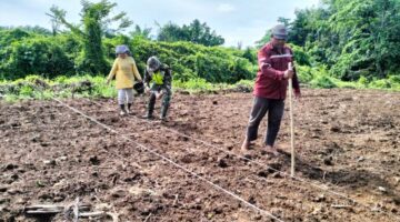 Babinsa Desa Sulum Serda M.Sali Bantu Petani Tanam Jagung di Desa Binaa
