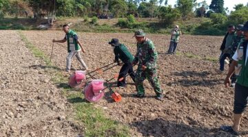 Ubah Lahan Kosong Jadi Produktif, Satgas TMMD ke-129 Kodim 0102/Pidie Gandeng PPL Tanam Jagung