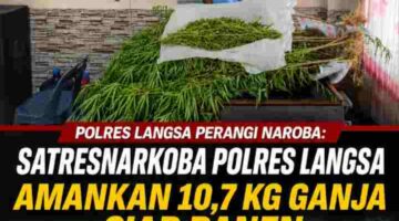 Polres Langsa Bongkar Ladang Ganja di Perkebunan Sawit, 83 Batang Siap Panen Diamankan