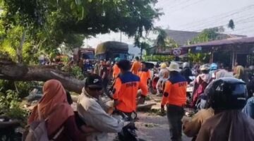 TRC BPBD Langsa Tuntaskan Pohon Tumbang di Alue Merbau, Akses Jalan Kembali Normal