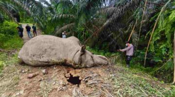 Gajah Liar Ditemukan Mati di Areal HGU PT MPLI, Polsek Tamiang Hulu Amankan Lokasi