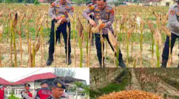 Kapolres Aceh Tamiang Panen Jagung di Lahan Binaan Polres, Dukung Swasembada Pangan 2026