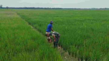 Babinsa Bersama Petugas Pertanian Cek Pertumbuhan Tanaman Padi