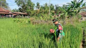 Babinsa Koramil 03/Seruway Cek Pertumbuhan Tanaman Padi, Beri Motivasi Kepada Petani