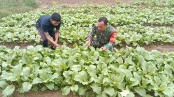 Babinsa Rawat Tanaman Sawi Milik Petani, Dukung Ketahanan Pangan