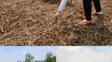 Implementasikan 15 Program Aksi Kemenimipas, Rutan Kelas I Tangerang Tanam Jagung Hibrida.