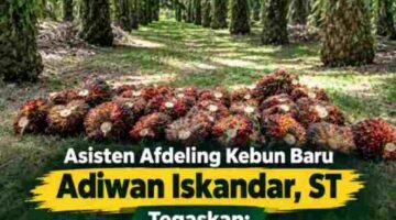Perkebunan Kebun Baru (6KBR) PTPN IV Regional VI Bantah Isu Kebun Tak Dipanen: Brondolan Itu Aset Negara, Bukan Sampah