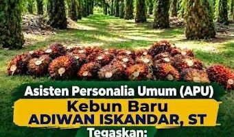 Perkebunan Kebun Baru (6KBR) PTPN IV Regional VI Bantah Isu Kebun Tak Dipanen: Brondolan Itu Aset Negara, Bukan Sampah