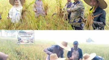 Ketua DPRK Langsa terus memperkuat dukungan terhadap program penengkar benih Padi .
